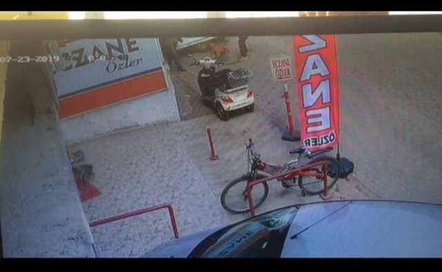 Hamile kediyi pitbulla parçalattılar! 2