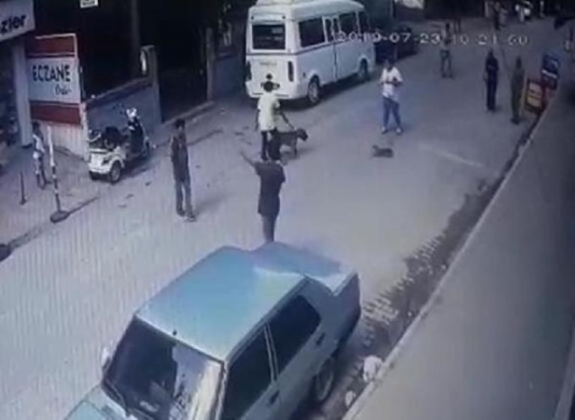 Hamile kediyi pitbulla parçalattılar! 9