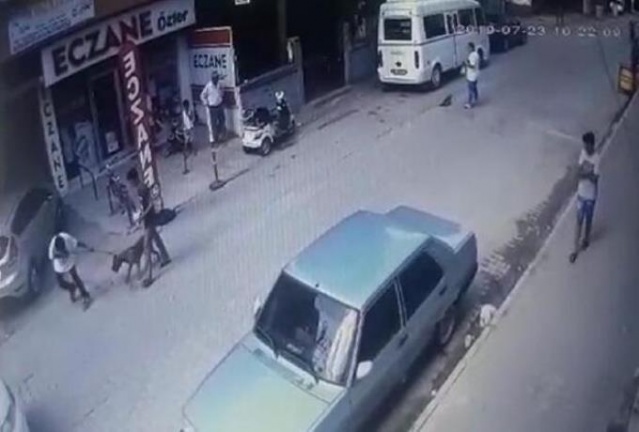 Hamile kediyi pitbulla parçalattılar! 12