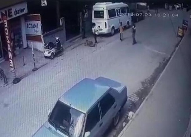 Hamile kediyi pitbulla parçalattılar! 5