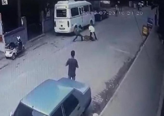 Hamile kediyi pitbulla parçalattılar! 11