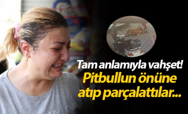 Hamile kediyi pitbulla parçalattılar! 1