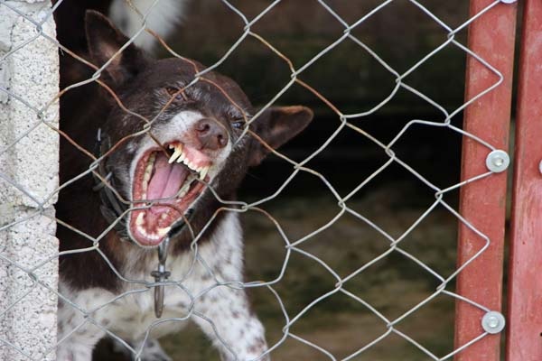Trabzon'un 'Zerdava'sı jandarmanın yeni gözdesi 2