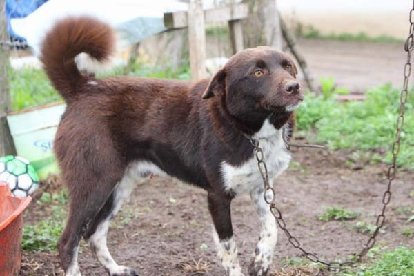 Trabzon'un 'Zerdava'sı jandarmanın yeni gözdesi 3