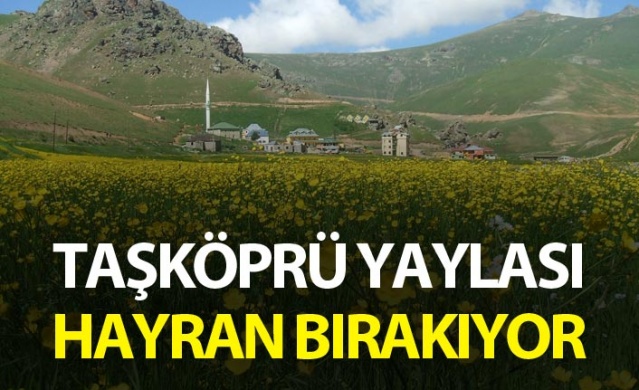 Taşköprü Yaylası, hayran bırakıyor 1