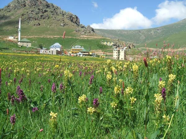 Taşköprü Yaylası, hayran bırakıyor 6