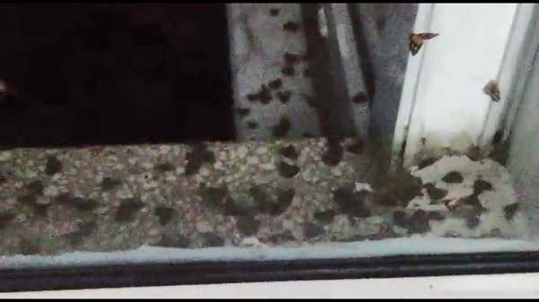 Rizeli'nin 'Vampir Kelebek' ile imtihanı bitmiyor 2