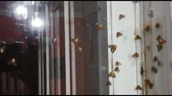 Rizeli'nin 'Vampir Kelebek' ile imtihanı bitmiyor 4