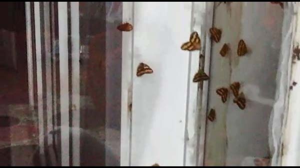 Rizeli'nin 'Vampir Kelebek' ile imtihanı bitmiyor 6