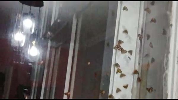 Rizeli'nin 'Vampir Kelebek' ile imtihanı bitmiyor 8