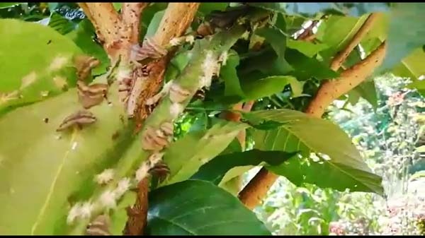 Rizeli'nin 'Vampir Kelebek' ile imtihanı bitmiyor 7