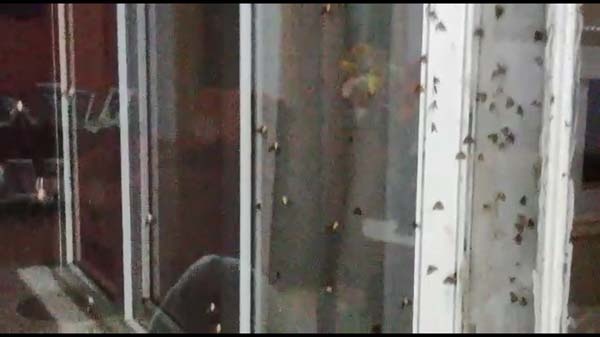 Rizeli'nin 'Vampir Kelebek' ile imtihanı bitmiyor 3