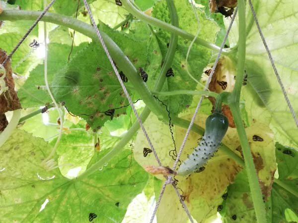 Rizeli'nin 'Vampir Kelebek' ile imtihanı bitmiyor 5