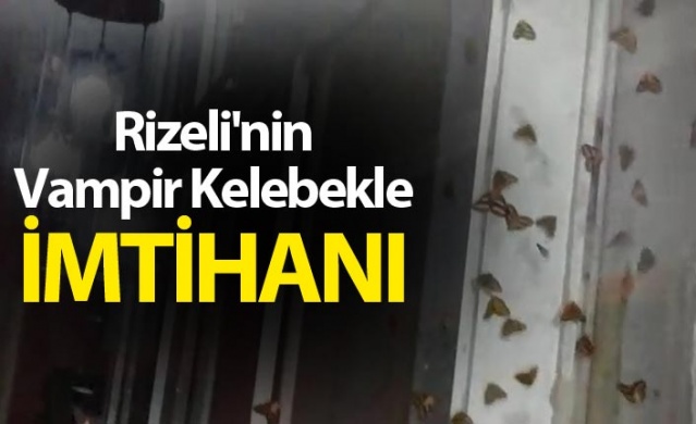 Rizeli'nin 'Vampir Kelebek' ile imtihanı bitmiyor 1