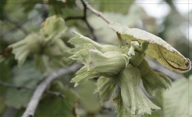 Anahtar Deliği - 06.08.2019 4