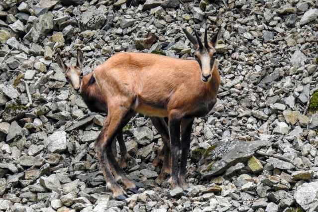 Çengel boynuzlu dağ keçileri Gümüşhane’yi mesken tuttu 6