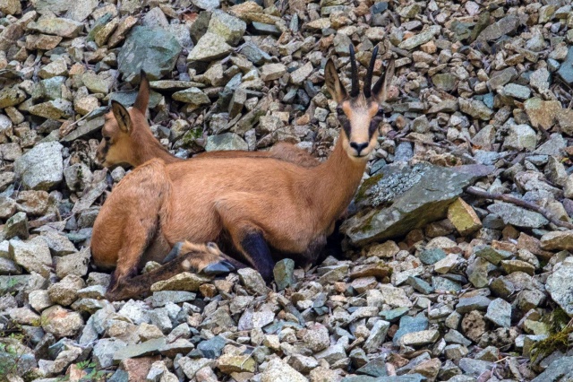Çengel boynuzlu dağ keçileri Gümüşhane’yi mesken tuttu 9
