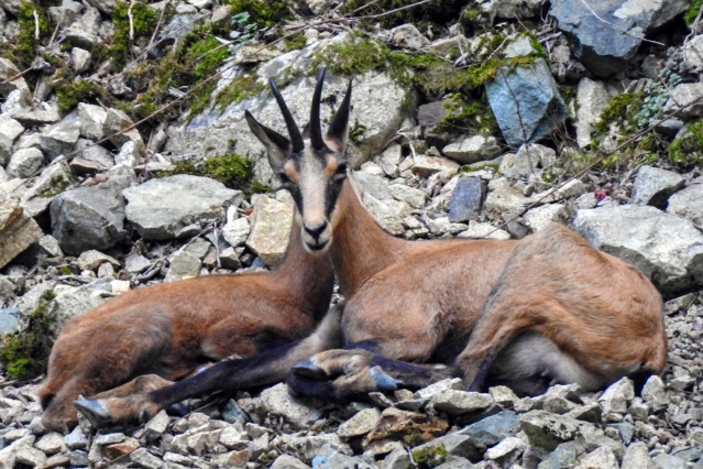 Çengel boynuzlu dağ keçileri Gümüşhane’yi mesken tuttu 5