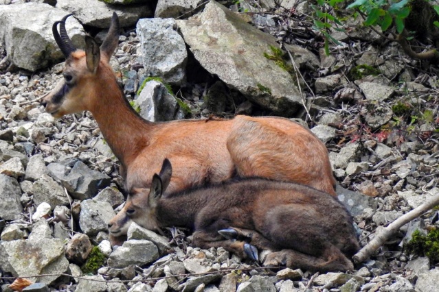 Çengel boynuzlu dağ keçileri Gümüşhane’yi mesken tuttu 4