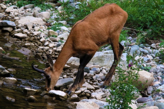 Çengel boynuzlu dağ keçileri Gümüşhane’yi mesken tuttu 3