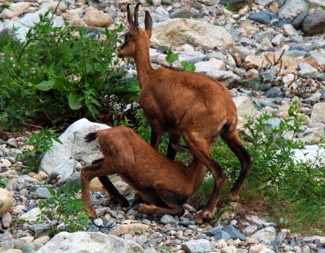 Çengel boynuzlu dağ keçileri Gümüşhane’yi mesken tuttu 7