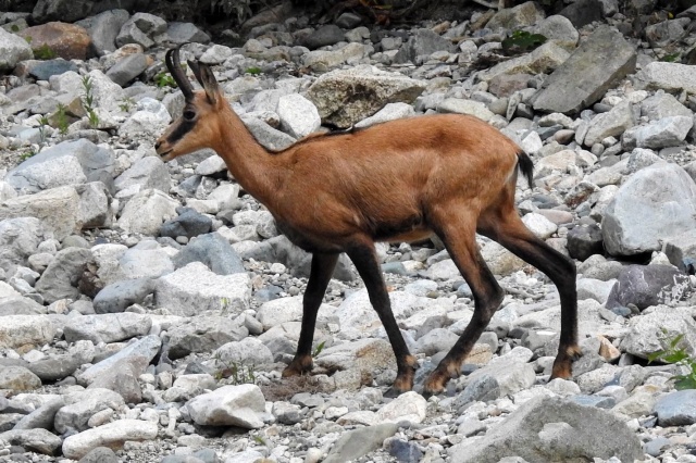Çengel boynuzlu dağ keçileri Gümüşhane’yi mesken tuttu 2