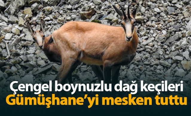 Çengel boynuzlu dağ keçileri Gümüşhane’yi mesken tuttu 1
