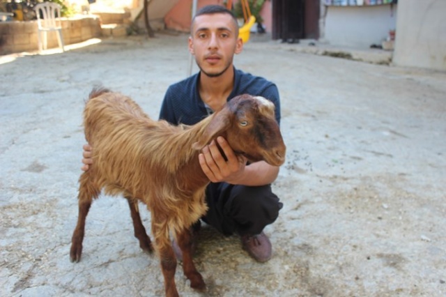 Çift cinsiyetli oğlak görenleri şaşırtıyor 2