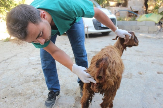 Çift cinsiyetli oğlak görenleri şaşırtıyor 3