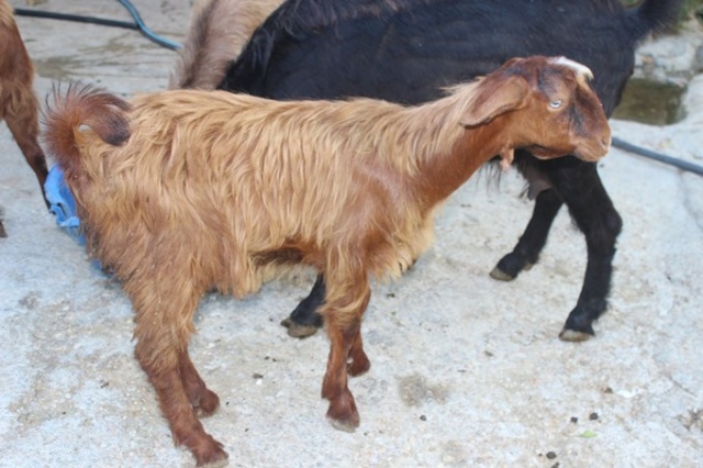 Çift cinsiyetli oğlak görenleri şaşırtıyor 6