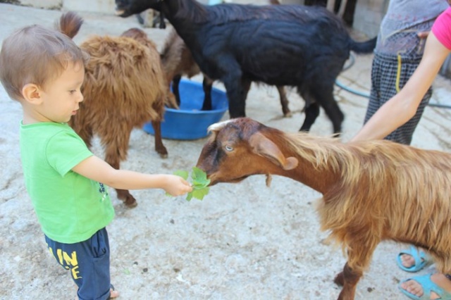 Çift cinsiyetli oğlak görenleri şaşırtıyor 5