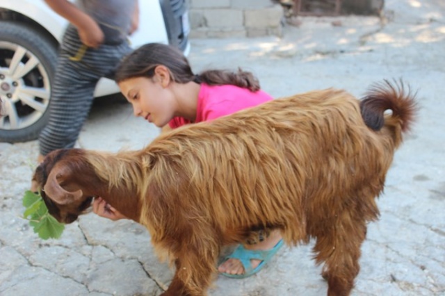 Çift cinsiyetli oğlak görenleri şaşırtıyor 4