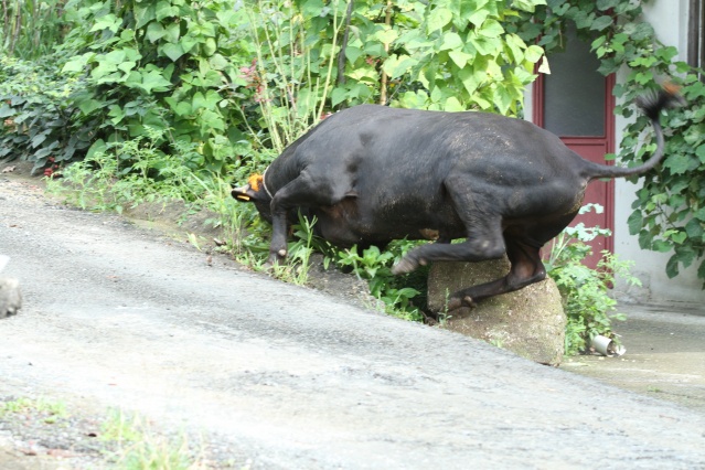 Rize’de kurbanlar kaçtı onlar kovaladı! 9