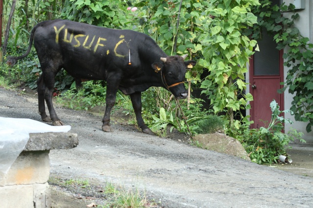 Rize’de kurbanlar kaçtı onlar kovaladı! 12