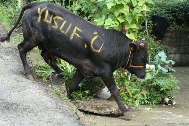Rize’de kurbanlar kaçtı onlar kovaladı! 11