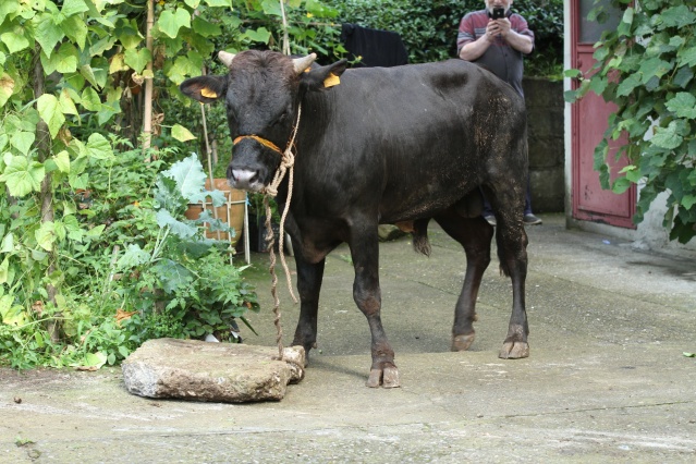 Rize’de kurbanlar kaçtı onlar kovaladı! 10