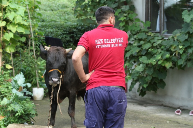 Rize’de kurbanlar kaçtı onlar kovaladı! 6