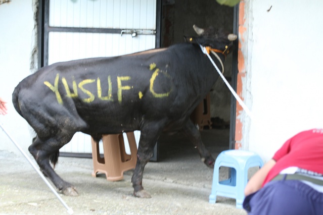 Rize’de kurbanlar kaçtı onlar kovaladı! 4