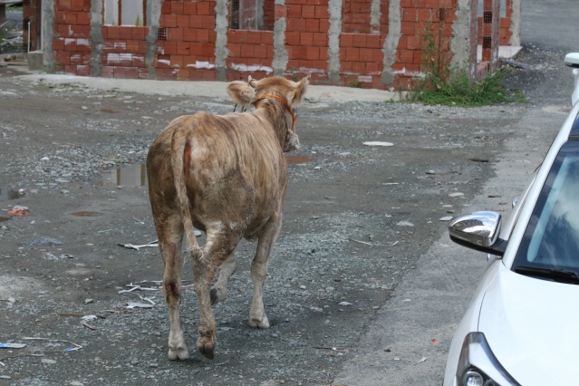 Rize’de kurbanlar kaçtı onlar kovaladı! 8
