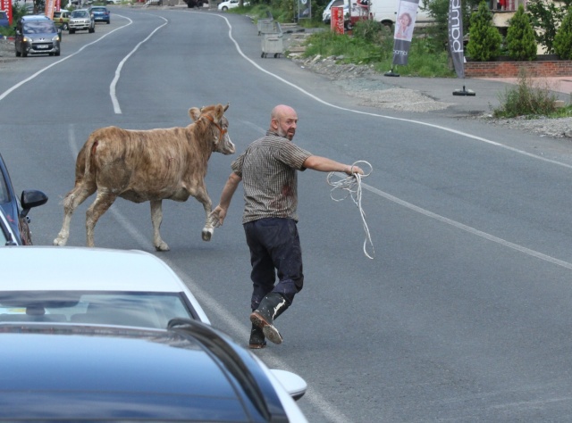Rize’de kurbanlar kaçtı onlar kovaladı! 2
