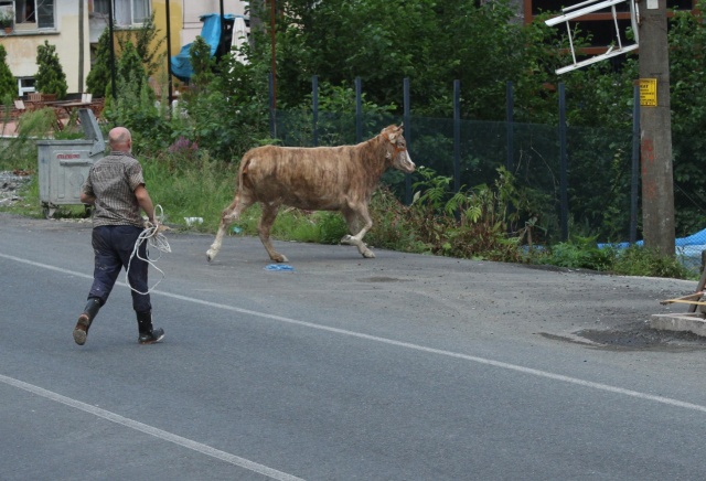 Rize’de kurbanlar kaçtı onlar kovaladı! 3