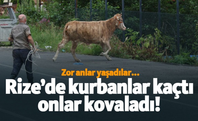 Rize’de kurbanlar kaçtı onlar kovaladı! 1