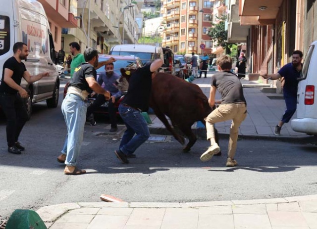 Rize'de kaçan boğa şehrin altını üstünü getirdi 8