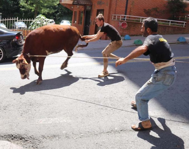Rize'de kaçan boğa şehrin altını üstünü getirdi 7