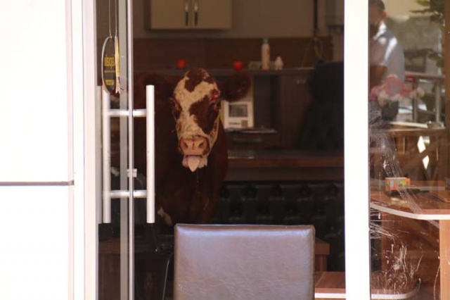 Rize'de kaçan boğa şehrin altını üstünü getirdi 2