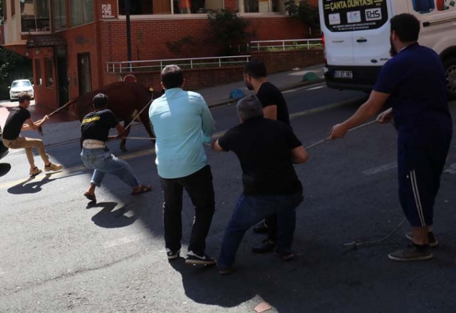 Rize'de kaçan boğa şehrin altını üstünü getirdi 4