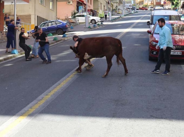Rize'de kaçan boğa şehrin altını üstünü getirdi 3