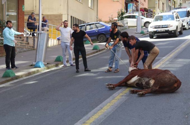 Rize'de kaçan boğa şehrin altını üstünü getirdi 5