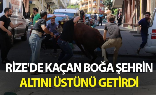 Rize'de kaçan boğa şehrin altını üstünü getirdi 1