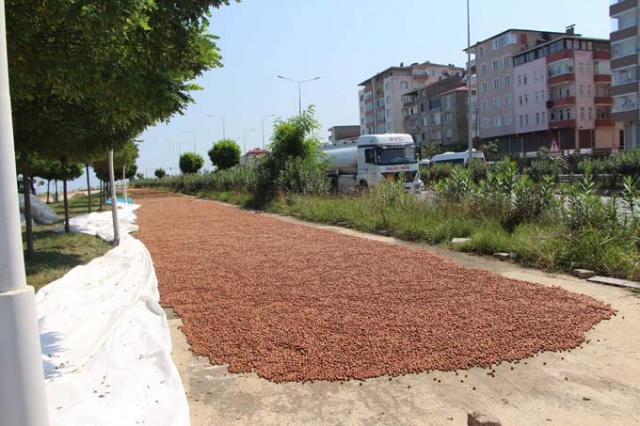 Trabzon'da ilginç fındık kurutma yöntemi 6